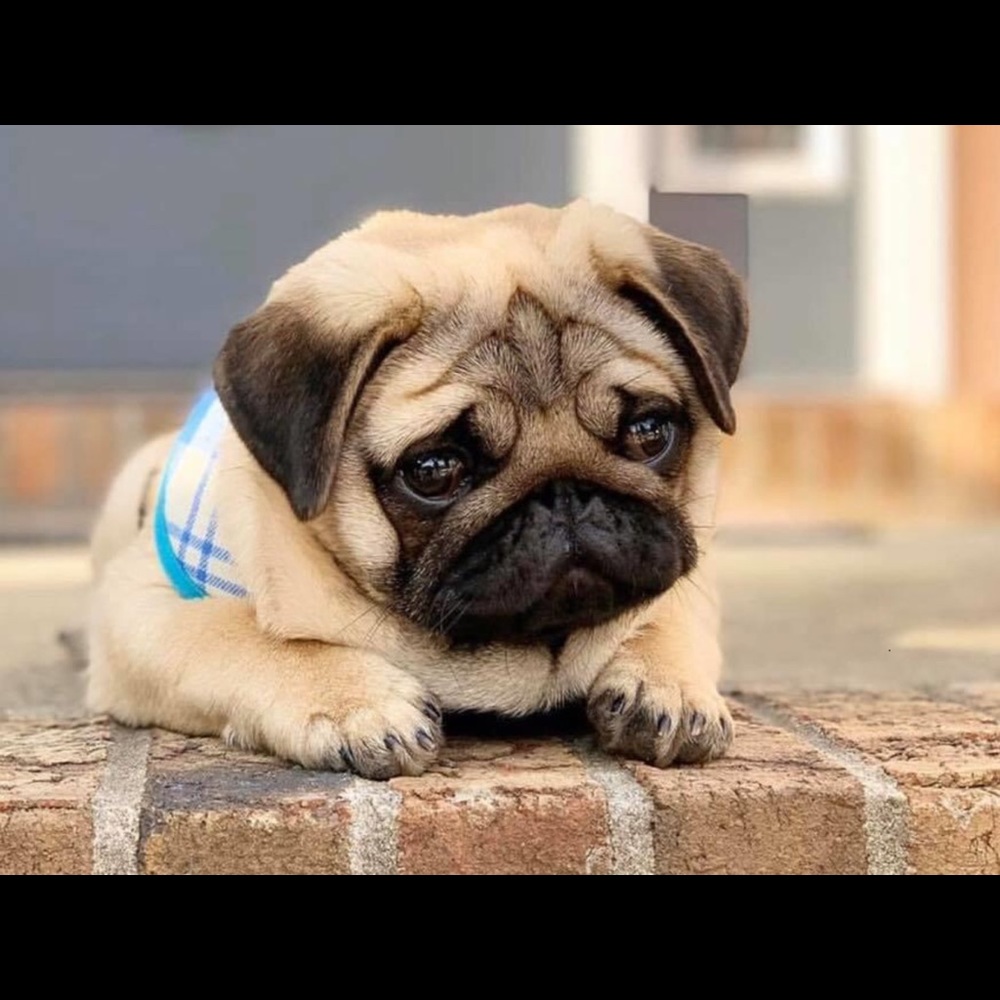 Meet your Posher, Barbara